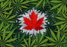 Canadians’ use of cannabis for therapeutic purposes since legalization of recreational cannabis: a cross-sectional analysis by medical authorization status. BMC Med. 2024