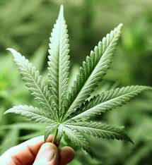 Therapeutic potential of cannabinoids: from health to disease. Front Neurosci. 2025