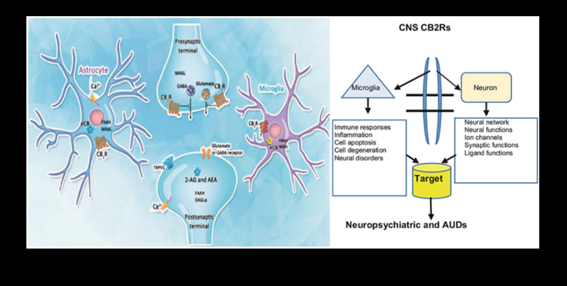 Psychiatric Disorders and Cannabinoid Receptors. Adv Exp Med Biol. 2021