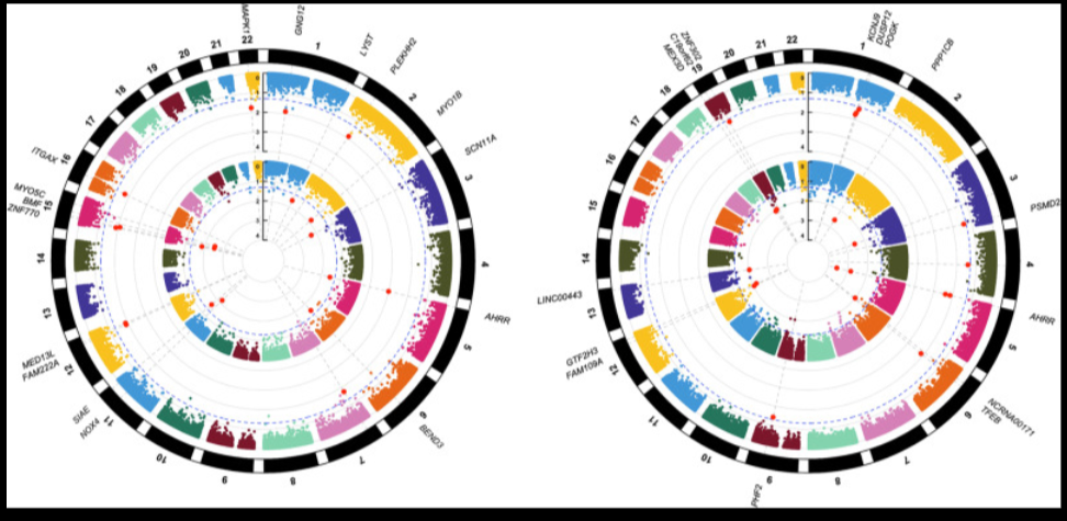 Genome-wide DNA methylation association study of recent and cumulative marijuana use in middle aged adults. Mol Psychiatry. 2023 Jun