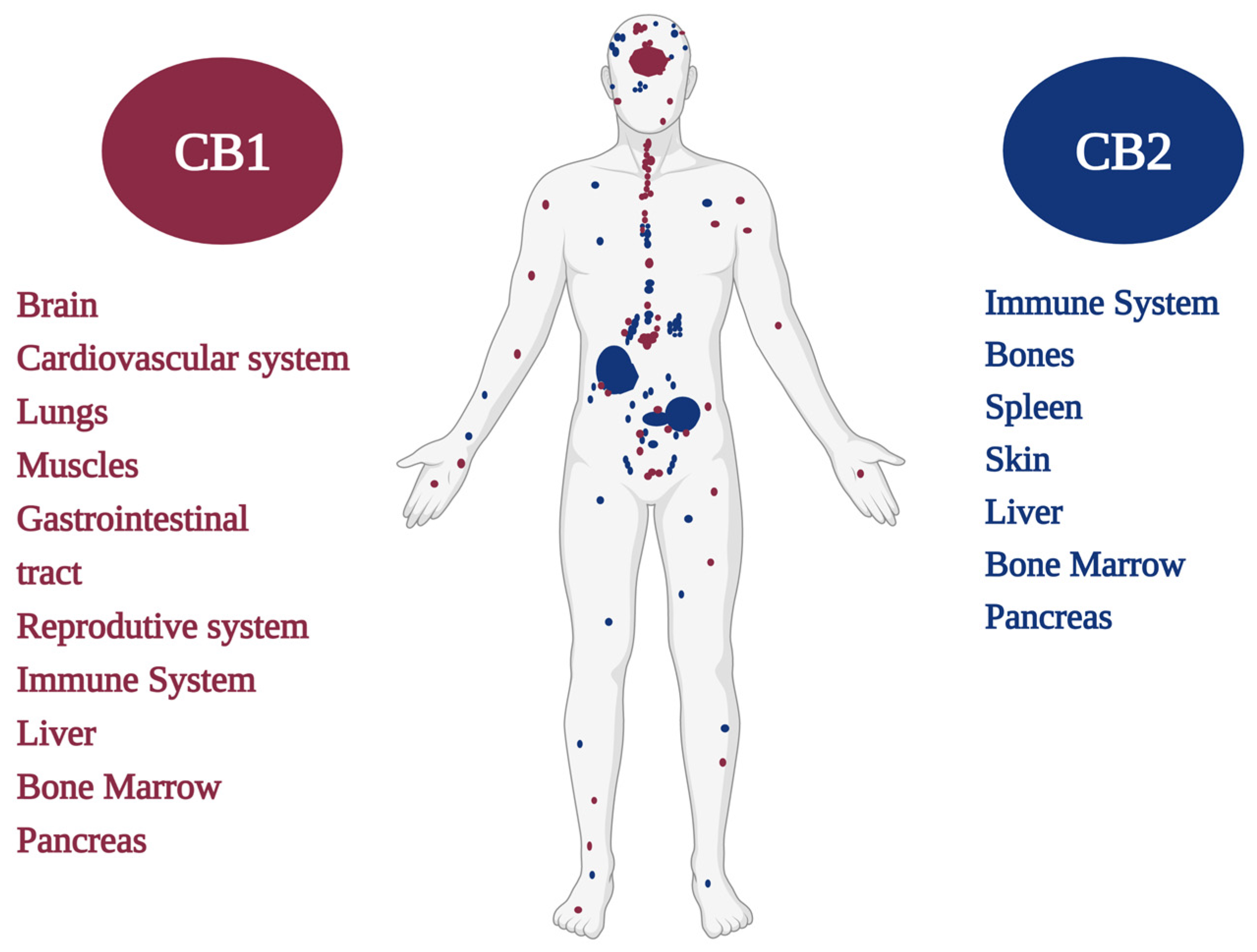 Endocannabinoid System: Chemical Characteristics and Biological Activity. Pharmaceuticals (Basel). 2023
