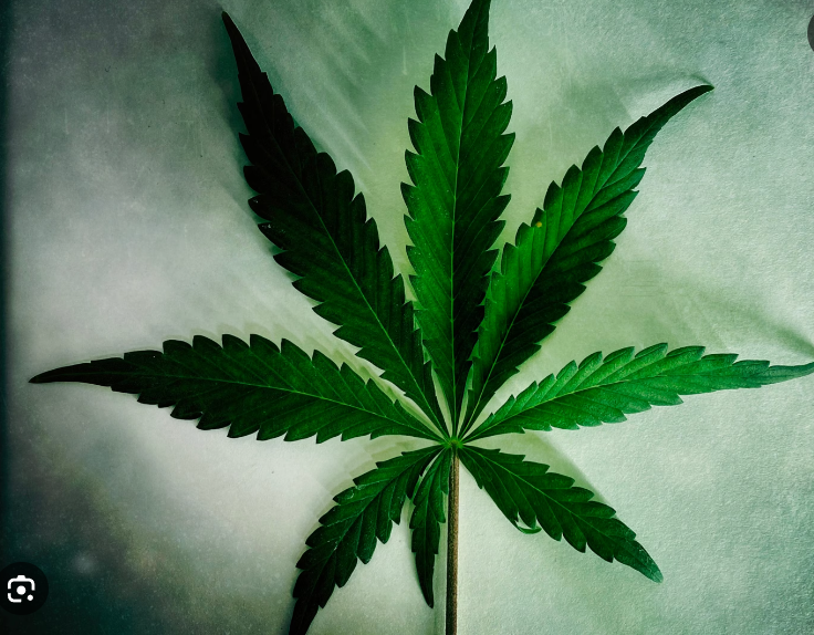 Therapeutic Potential of Cannabis: A Comprehensive Review of Current and Future Applications. Biomedicines. 2023