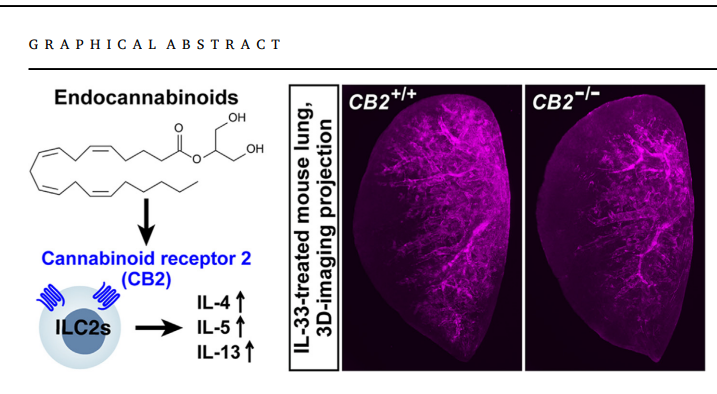 Cannabinoid receptor 2 signal promotes type 2 immunity in the lung. Cell Insight. 2023 Oct