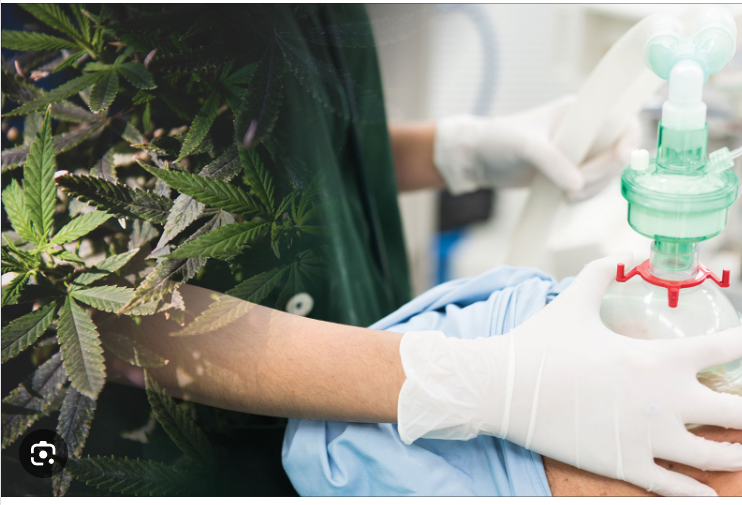 Perioperative care of cannabis users: A comprehensive review of pharmacological and anesthetic considerations. J Clin Anesth. 2019