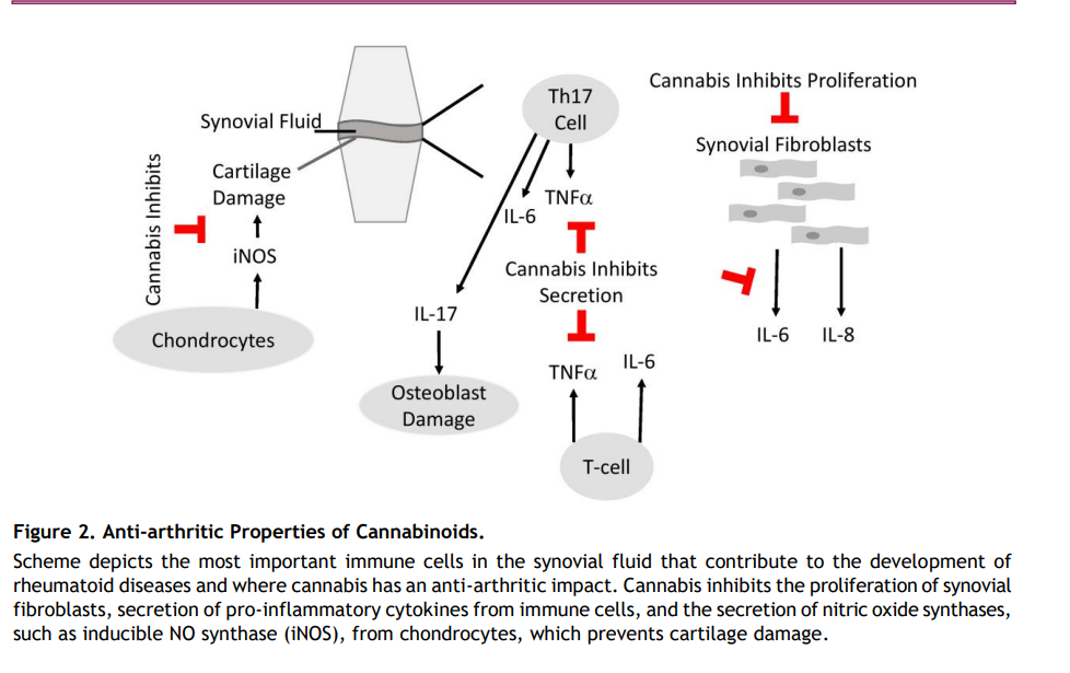 Cannabis and Rheumatoid Arthritis: A Scoping Review Evaluating the Benefits, Risks, and Future Research Directions Rambam Maimonides Med J. 2023