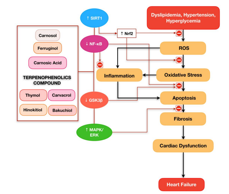 Role of Terpenophenolics in Modulating Inflammation and Apoptosis in Cardiovascular Diseases: A Review. Int J Mol Sci. 2023