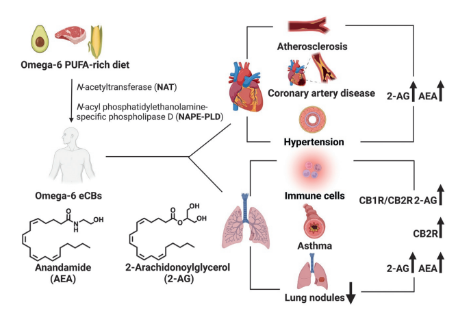 Role of omega-3 and omega-6 endocannabinoids in cardiopulmonary pharmacology. Adv Pharmacol. 2023