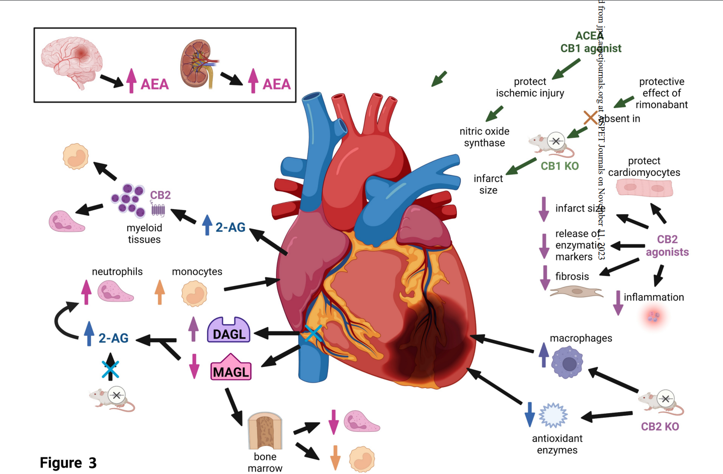 Rorabaugh BR, Guindon J, Morgan DJ. Role of cannabinoid signaling in cardiovascular function and ischemic injury. J Pharmacol Exp Ther. 2023