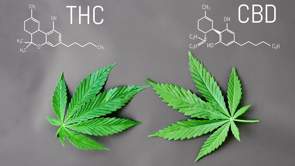 Molecular Mechanism of Cannabinoids in Cancer Progression. Int. J. Mol. Sci. 2021