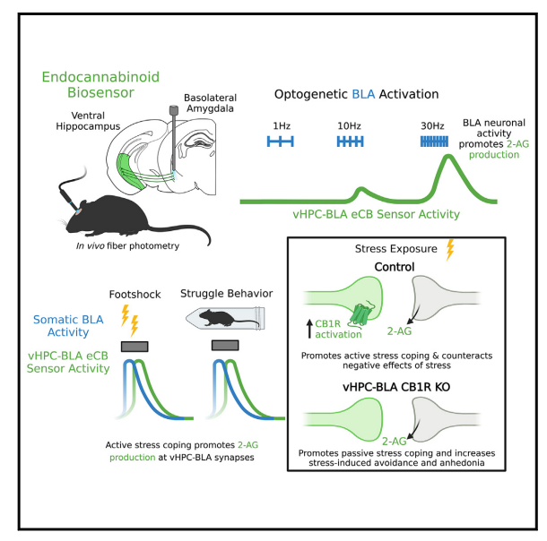 Endocannabinoid release at ventral hippocampal-amygdala synapses regulates stress-induced behavioral adaptation. Cell Rep. 2023