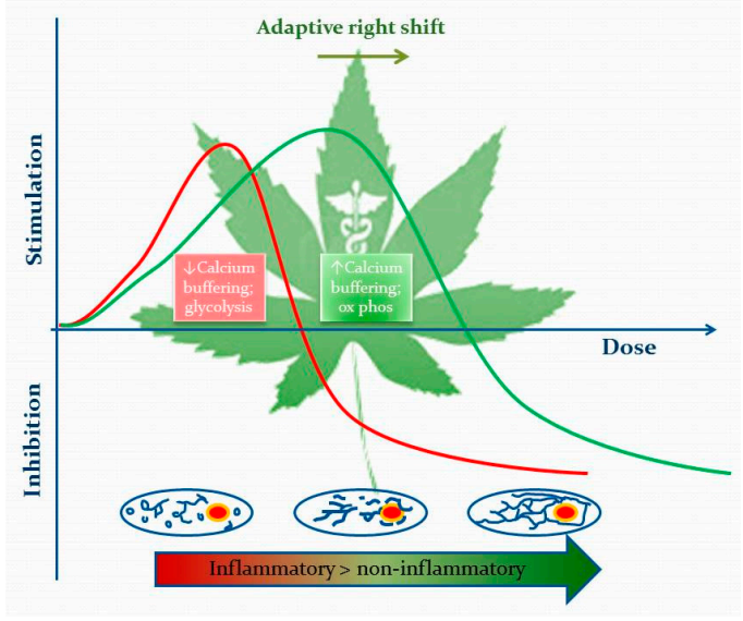 Informing the Cannabis Conjecture: From Life’s Beginnings to Mitochondria, Membranes and the Electrome—A Review. International Journal of Molecular Sciences. 2023;