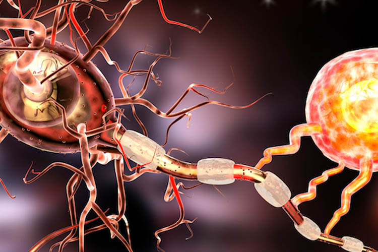 Cannabis-Based Medicine for Neuropathic Pain and Spasticity-A Multicenter, Randomized, Double-Blinded, Placebo-Controlled Trial. Pharmaceuticals (Basel). 2023