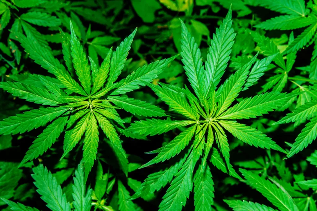 Cannabis: are there any benefits? Intern Med J. 2020