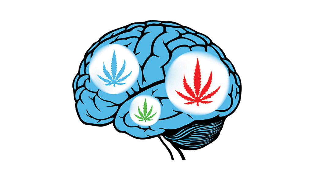 The general anesthetic propofol increases brain N-arachidonylethanolamine (anandamide) content and inhibits fatty acid amide hydrolase. Br J Pharmacol. 2003