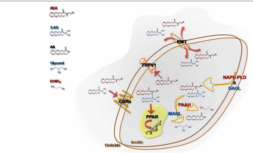 The endocannabinoid system : an overview
